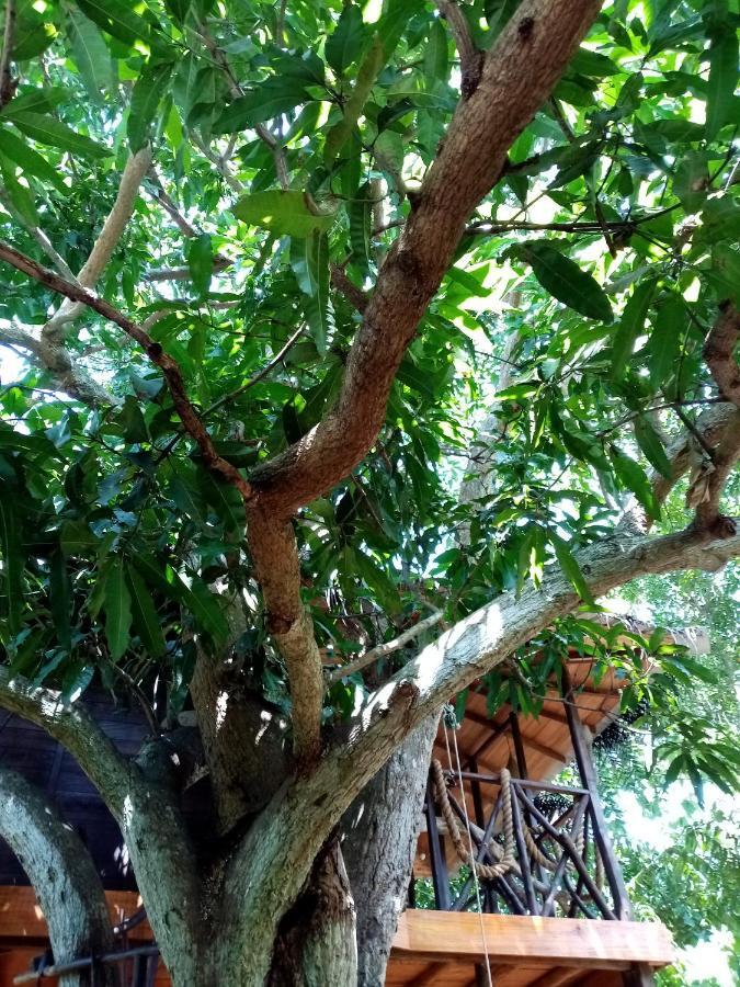 Green Park Safari House & Eco Tree House 达瓦拉维 外观 照片